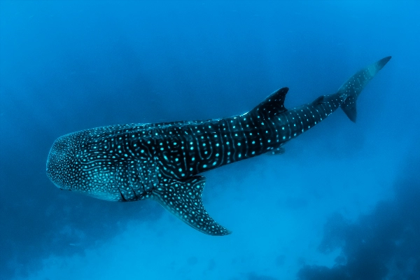 Whale sharks